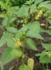 tomatillo