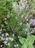 lavanda