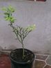 poncirus trifoliata-lamai rez. la ger