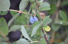 lonicera
