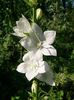 campanula alba