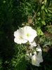 oenothera alba