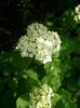 hortensie