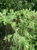 planta-cartita