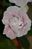 Koketka Pink