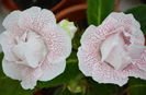 Koketka Pink