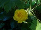 sunny rose