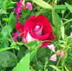 Osiria_dimov