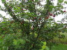 DSC00519