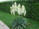 Yucca