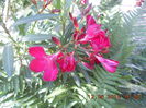 DSCN3106