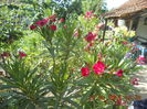 DSCN3105