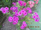 DSCN3110