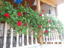 DSCN3119