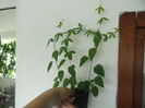 3buc f. pasiuni