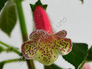 Kohleria Rut (ni)