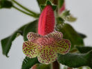 Kohleria Rut (ni)