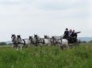 Andaluzian & Lipizzaner