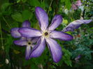 Venosa Violacea