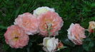 DSC01641