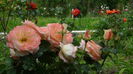 DSC01646