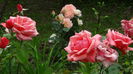 DSC01653