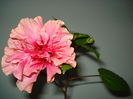 DSC09503