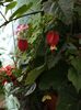 abutilon megapotamic