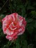 cica ar fi pink intuitin