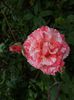 pink intuition