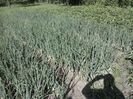 2014-06-15 17.47.33