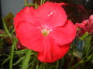 Red Dianthus (2014, June 08)