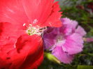 Dianthus_Garofite (2014, June 08)