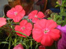 Red Dianthus (2014, June 09)