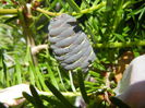 Abies koreana (2014, June 11)