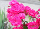 DSCN5454