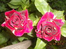 DSCN5456
