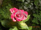DSCN5457