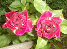DSCN5458