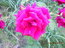 DSCN5469
