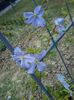 blue angel