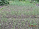 DSCN5462