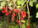DSCN5474