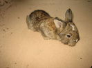 Angora Englez 3,5 saptamani
