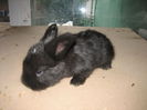 Angora Englez 3,5 saptamani