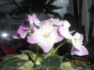 DSCN5441