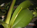 DSCN5444