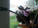 DSCN5446