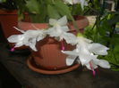 White Schlumbergera (2014, June 14)