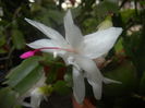 White Schlumbergera (2014, June 14)